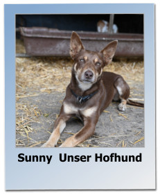 Sunny  Unser Hofhund