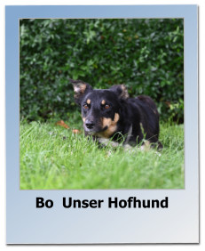 Bo  Unser Hofhund